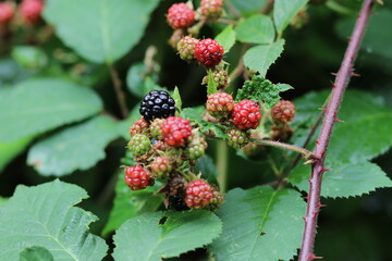 Waldbrombeere Brombeere wild