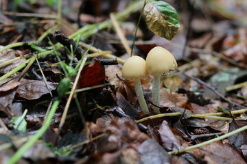 wilde Waldpilze in der Natur