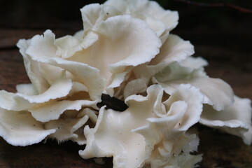 Waldpilz in der Natur giftig Seitling Engelsfl&uuml;gel