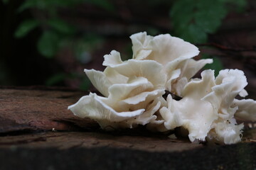 Waldpilz in der Natur giftig Seitling Engelsflügel