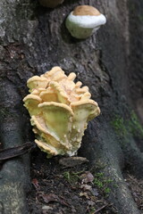 Riesenporling essbare Pilze im Wald