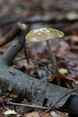 wilde Waldpilze in der Natur