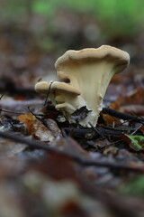 Riesenporling essbare Pilze im Wald