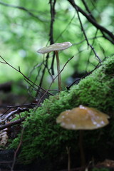 wilde Waldpilze in der Natur