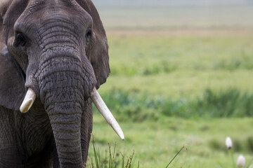 Close up view of large African Elephant at Ngorongoro crater, Tanzania with copy space.