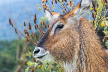 Close up side view of large Water Buck in Ngorongoro Crater, Tanzania.