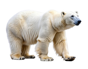 Fototapeta premium Side View of Adult Polar Bear Walking PNG