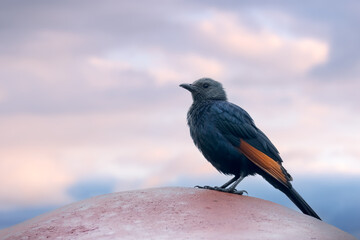 The red-winged starling is a bird of the starling family Sturnidae native to eastern and southern Africa