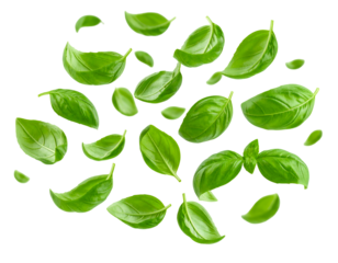 Fresh basil leaves in air isolated on transparent png