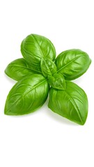 Fresh basil leaves arranged on a white background