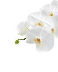 White Phalaenopsis orchid flower and vanilla flower isolated on a white background