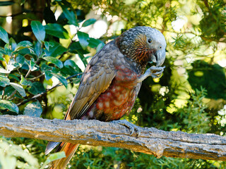 Obraz premium native kākā in New Zealand bush