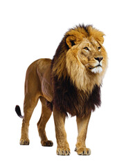 Majestic wild African lion and lioness with magnificent manes, close-up portrait on white, powerful feline predators of the safari