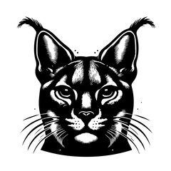 Striking Black and White Caracal Portrait.