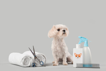 Cute Maltese dog with grooming accessories on grey background