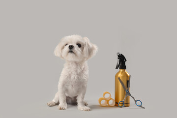 Cute Maltese dog with grooming accessories on grey background