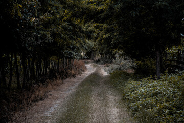 Secret Path: Forest Adventure