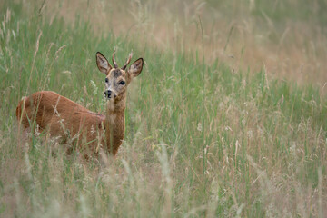 Young roe deer buck standing still in a grassy summer meadow, alert and looking toward the camera. Natural wildlife scene in soft, warm light.