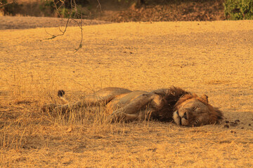 Sleeping lion on the African savannah