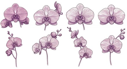 Orchids illustrations set