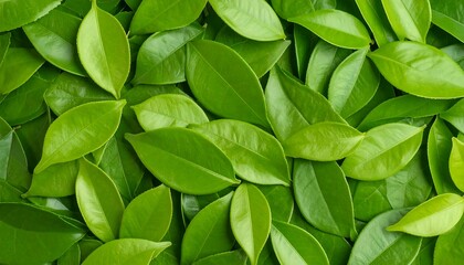 Fresh green leaves close-up