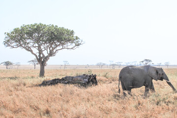 Fototapeta premium Elephants on the African savannah