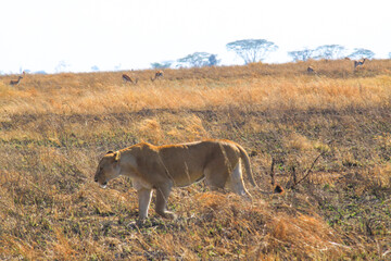 Ngorongoro lions: Crater's regal residents