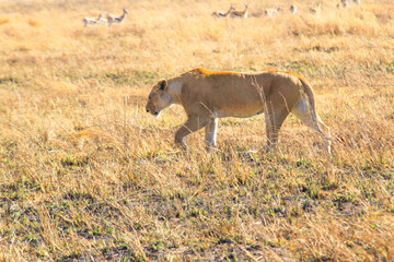 Ngorongoro lions: Crater's regal residents