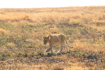 Ngorongoro lions: Crater's regal residents