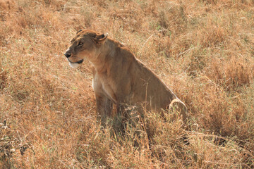 Ngorongoro lions: Crater's regal residents