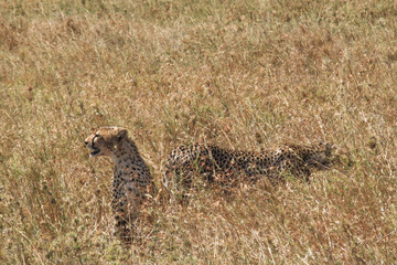 Ngorongoro cheetahs in golden savanna