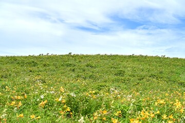 ニッコウキスゲが咲く夏の車山高原／長野県