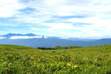ニッコウキスゲが咲く夏の車山高原／長野県