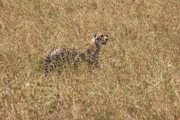 Ngorongoro cheetahs in golden savanna