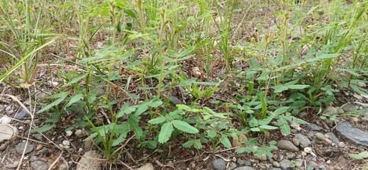A close-up view of a small Mimosa pudica plant, known as a sensitive plant, growing on the ground among other grasses and small rocks. The unique compound leaves are clearly visible.