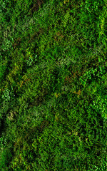 Lush green wall background. A variety of plants grow.  緑が生い茂る壁の背景。様々な植物が生育しています。
