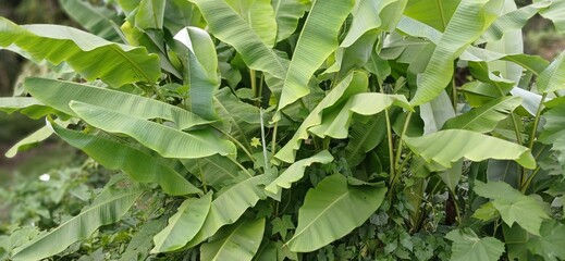 A dense cluster of healthy banana plants with large, verdant leaves dominates the tropical...