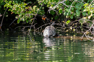 Turtle on fallen tree in Veleka river