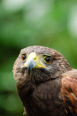 A Beautiful and Majestic Hawk in a Portrait. Concept The noble beauty of wild birds.