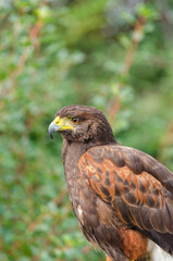 A Harris Hawk at a Bird Show or Sanctuary. Concept Wildlife conservation and education.