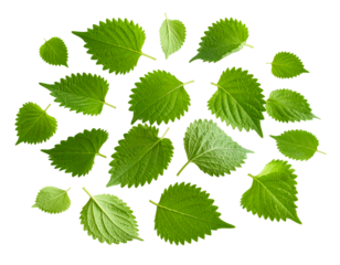 falling perilla leaves isolated on transparent png