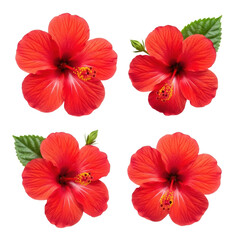 Obraz premium Four distinct vibrant red hibiscus flowers with deep green leaves, standalone full objects against a transparent studio background, ultra realistic UHD high angle macro shot with no shadows.