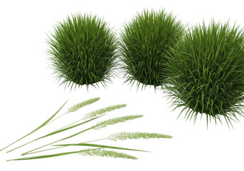 Three vibrant green bushy ornamental grass plants with individual feathery translucent blades in the foreground, against a transparent studio background with soft shadowless lighting, a concept of