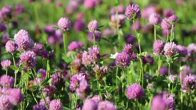 Trifolium pratense. Red meadow clover in summer in Siberia