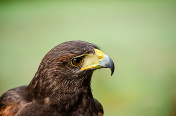 Portrait of a Harris eagle, Parabuteo unicinctus. Bird of prey