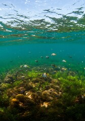 Obraz premium Beneath the Surface