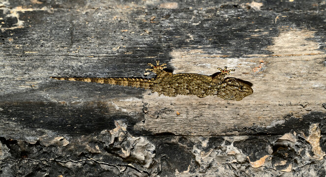 Mauergecko // Common wall gecko (Tarentola mauritanica) - Peloponnes, Griechenland