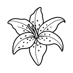 elegant spotted lily outline vector