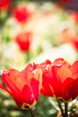 Red tulip flowers in bloom on a blurry flower pattern background