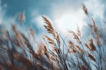 Windswept tall grasses against a blue sky
